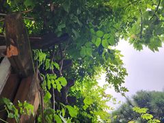 -龙华寺
