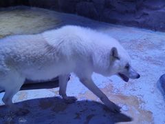 -海合安成都极地海洋公园