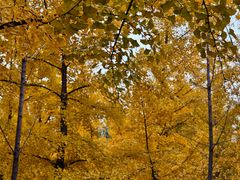 -森林公园(尖草坪区)