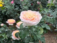 -人民公园(罗湖区)