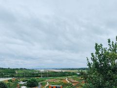 -空港花田景区