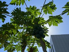 -东寨港红树林旅游区