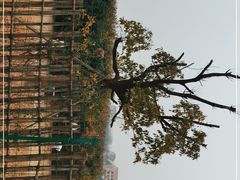 -梁子湖东篱老屋生态庄园
