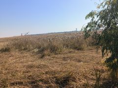 -上海吴淞炮台湾国家湿地公园