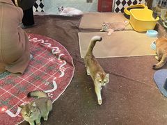 -大型宠物商超·宠海王国·宠物猫狗活体·用品·美容(新世界百货重庆店)