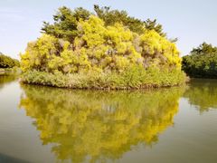 -大湾区中央湿地公园