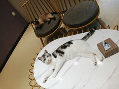 -藏猫猫咖啡主题馆(中央大道店)