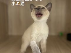 -喵zoo家庭繁育猫舍(尖东智能花园店)