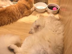 -屋虎猫馆(宝安大仟里店)