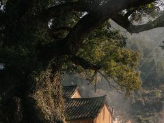 -杨家堂村