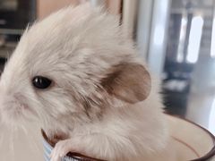 -雨林宠物医院 非犬猫异宠专科
