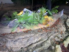 -正佳雨林生态植物园