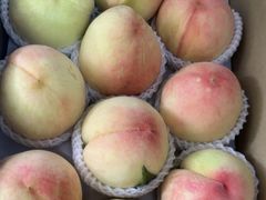 -南汇新场正宗水蜜桃采摘