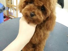 -多卡布奇宠物生活馆(上林世家店)