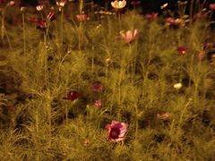 -重庆大队长火锅(凤城八路店)