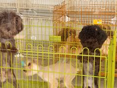 -双季花艺园艺市场(浦东店)