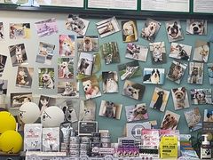 -爱妮康宠物医院·干细胞免疫细胞·肿瘤·心脏(张江店)