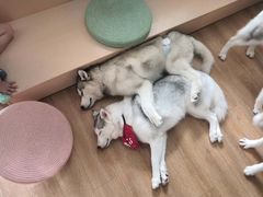 -Husky Go! 哈士奇体验馆·宠物咖啡厅狗咖