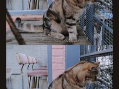 -喵屿·大理花园猫咖