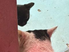 -ZING鲸鱼啤酒(葡萄院店)