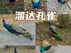 -沈阳鸟岛