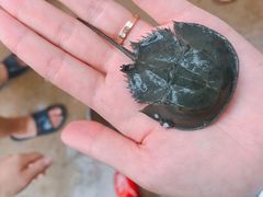 -红树林天天赶海