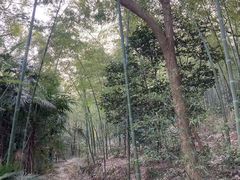 -天花井景区