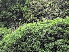 -蜀冈西峰生态公园