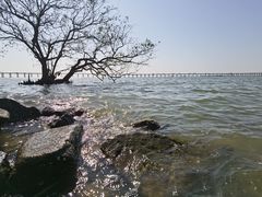 -宝安西湾红树林湿地公园