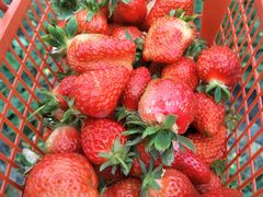 -胜丰草莓采摘园