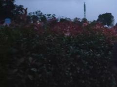 -花博汇(知音花月夜)