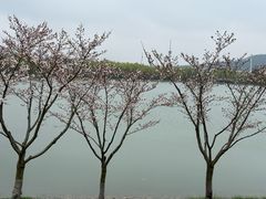-羊山湖公园