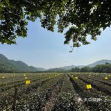 龙井茶园太好拍了