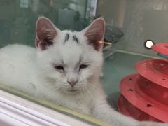 -糯米喵星人·撸猫猫舍咖啡馆(西市场嘉华店)