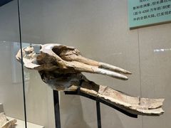 -安徽省地质博物馆