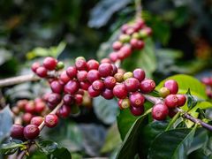 -Africafe(非洲咖啡)