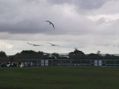 -盐城丹顶鹤湿地生态旅游区