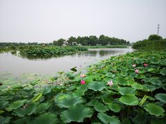 -白洋淀景区