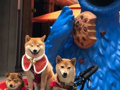 -老虎堂黑糖专壳 (尖沙咀乐道店)