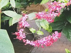 -呀路古热带植物园
