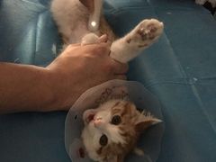 -纳吉亚猫专科动物医院·北北分院