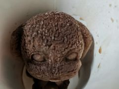 -Eckl’s爱氏热狗(猫街店)