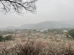 -香雪海