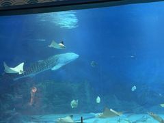 -烟台海昌鲸鲨海洋公园