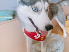 -Husky Go! 哈士奇体验馆·宠物咖啡厅狗咖