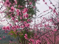 -重庆彩云湖湿地公园