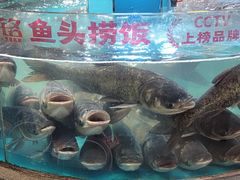 -魏铭鱼头捞饭(晋阳路店)