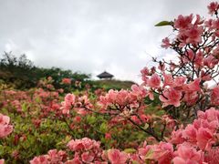 -大围山国家森林公园