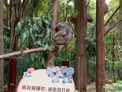-广州长隆野生动物世界