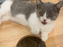 -袖虎·猫馆(体育西路店)
